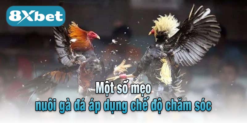 Một số mẹo nuôi gà đá áp dụng chế độ chăm sóc