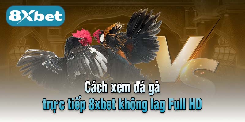 Cách xem đá gà trực tiếp 8xbet không lag Full HD